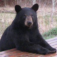 NJBear