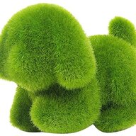 mossdog
