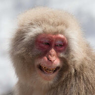 Pale Primate