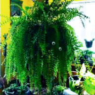 Fern