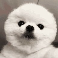Marooned Seal