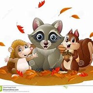 Hedgehog