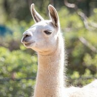 Dangerously Gay Llama
