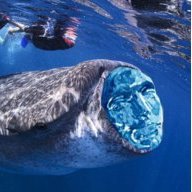 jimbo_whales