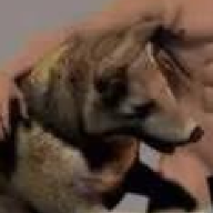 WolfJob