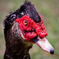Muscovy