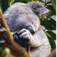 Kiwi Koala