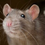Big Smelly Sewer Rat