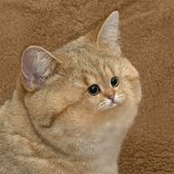 TinyKitty