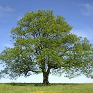 Tree_Outta_Five
