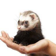 Two Ferrets in a Coat