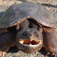 CannonBallTurtle
