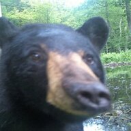 Barebearteeth