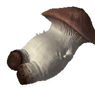 Howard S. Fungus
