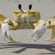 Crab Zone
