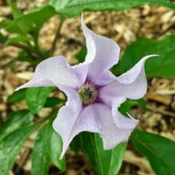 Datura Stramonium
