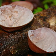 Auricularia Cornea