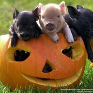 sirporkington