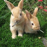 Faggotty Rabbitty