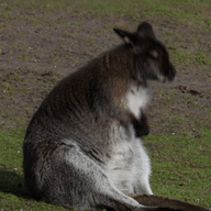 White Power Wallaby