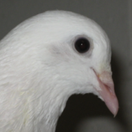 Pigeonball