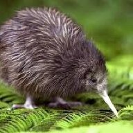 Lord of Kiwis