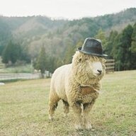 Cowboi Sheep