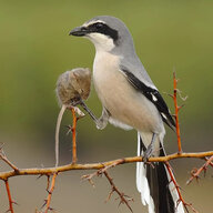 TheShrike
