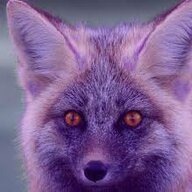 Pastel Fox