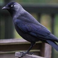 Jackdaw