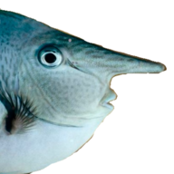 Long-Nosed Fish