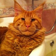 Cat Toothbrush