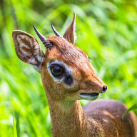 dik dik