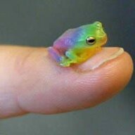 Rainbow Frog Army