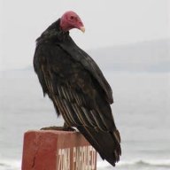 Old Buzzard