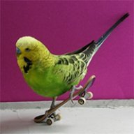 littlebird