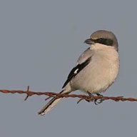 Shrike