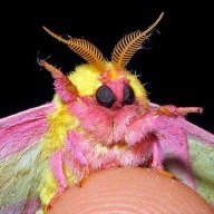 angry moth noises