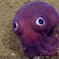 Squiddles_the_squid