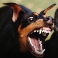 Rolli & Rottweiler