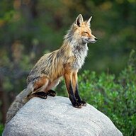 SouthernFox1968