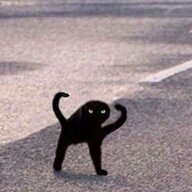 look at me meow