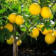 LemonStablesNeedNoCradle