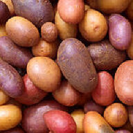 Potatis