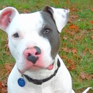 Pitbull