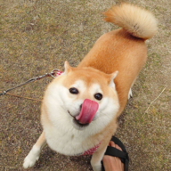Funny Yellow Dog