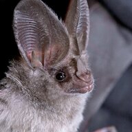 Bat!