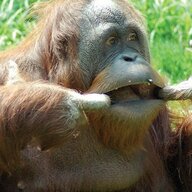 oranguanon