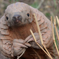 Pangolin