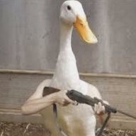 Unhinged duck